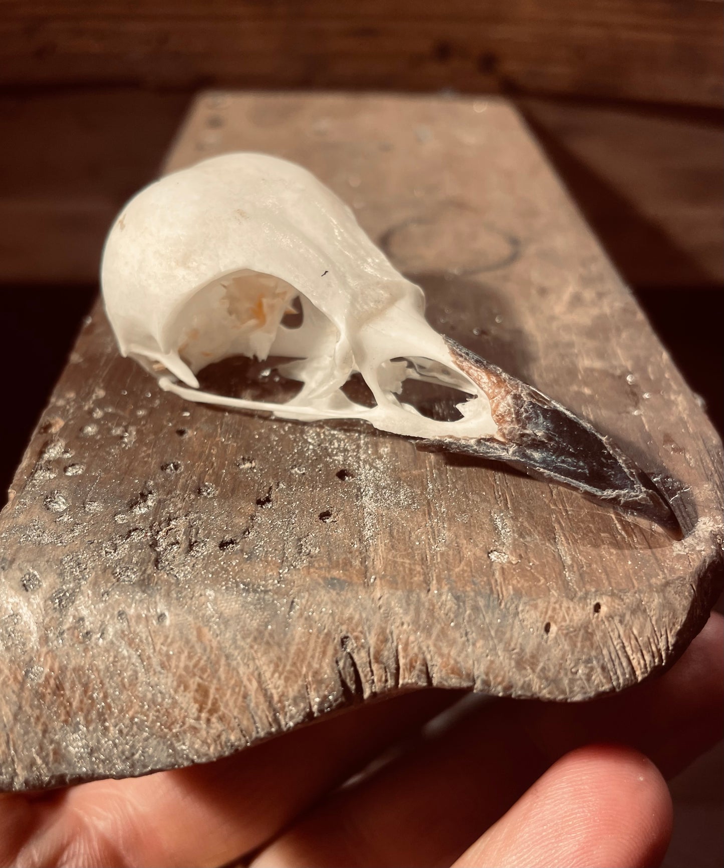 ‘Crow Skull’